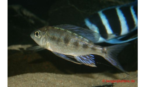 Cyathopharynx foai Kabogo